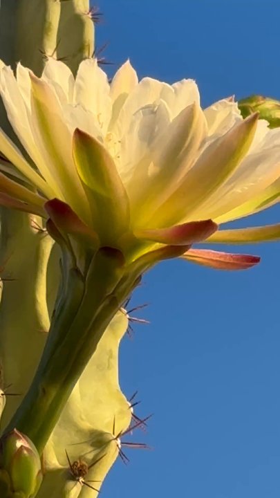Desert Blooms Flowers - Floral Designers Near Me