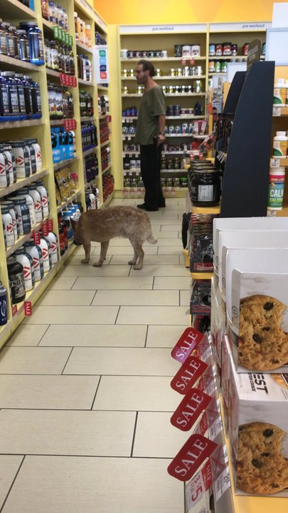 The Vitamin Shoppe - Vitamins & Supplements Near Me - Studio City, California