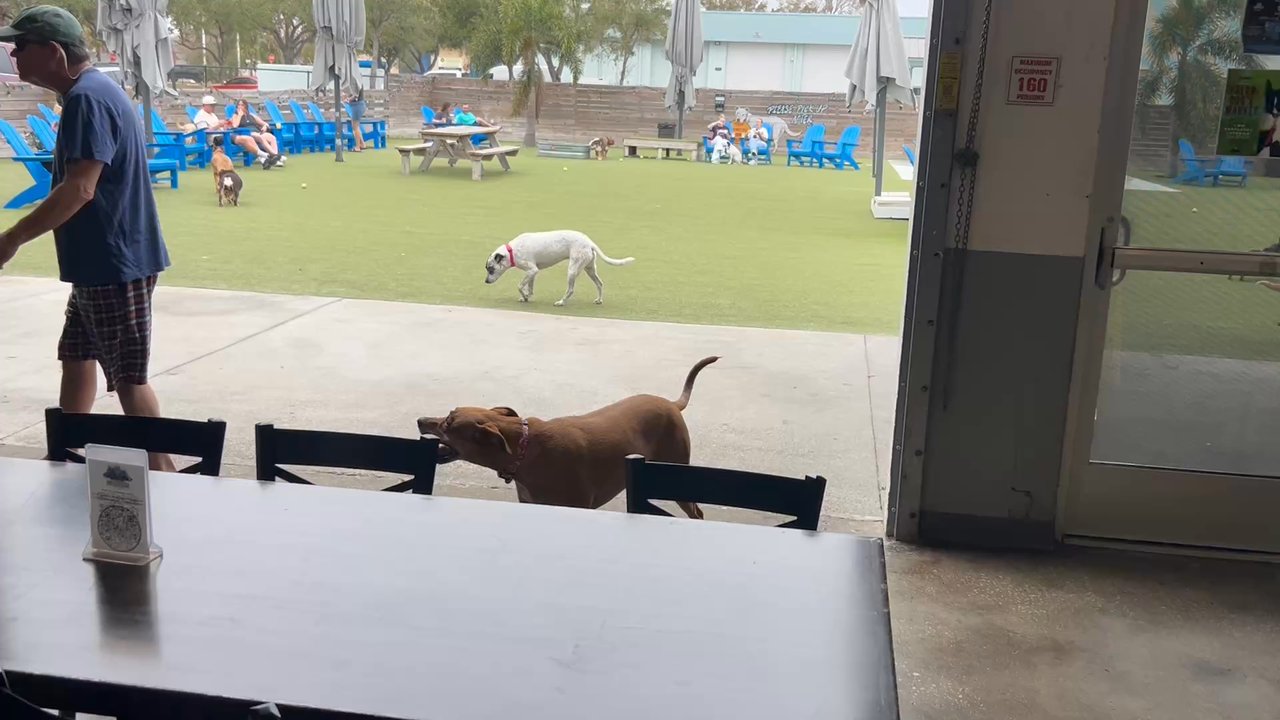 Two Shepherds Taproom - Great blend of dog park and taproom. - Bars Near Me - Tampa, Florida