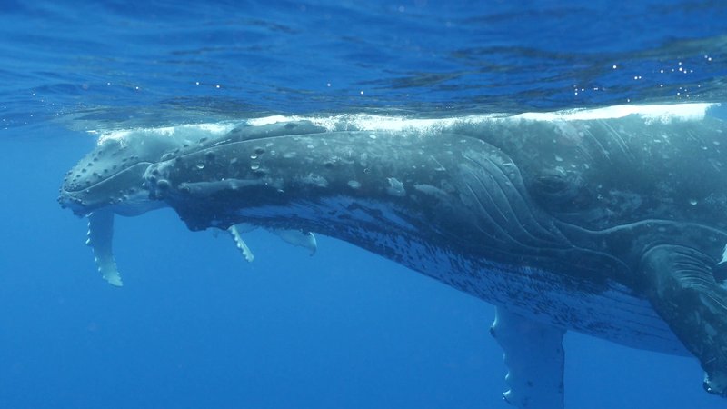 Humpback Whale Mother and Calf poster