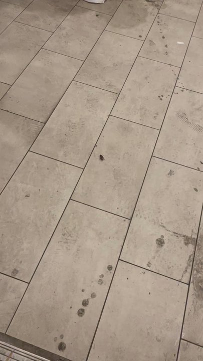 Uncommon Auburn - Roaches in the building - Apartments Near Me - Auburn, Alabama