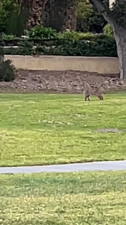 Laguna Seca Golf Ranch - I think it's a small Mountain Lion on the 13th hole. - Golf Near Me - Monterey, California