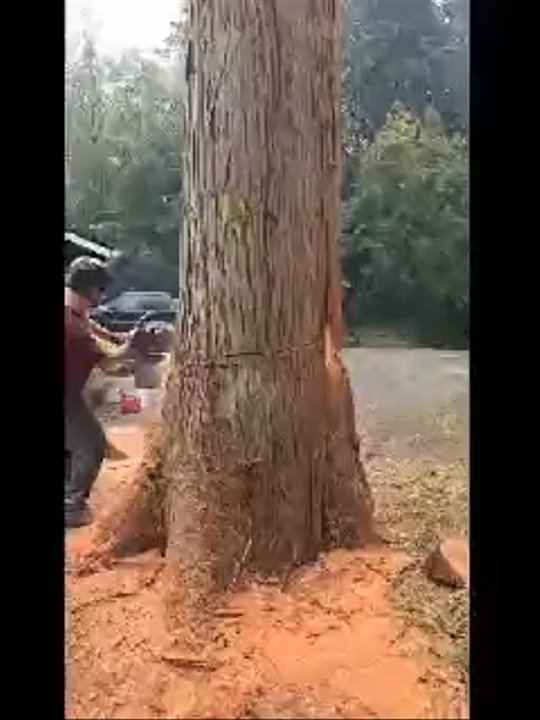 Pacific Coast Tree Experts - Tree Services Near Me
