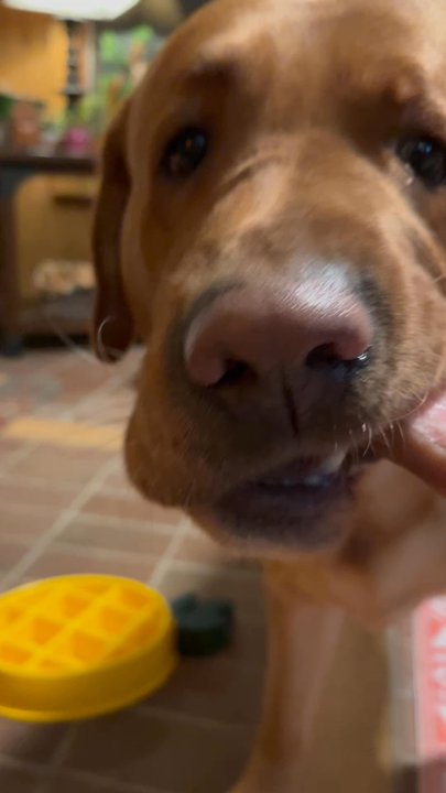 Bark & Bone - here is my dog enjoying platinum paws pig feet. he loved them so much - Pet Groomers Near Me - Carmel, Indiana