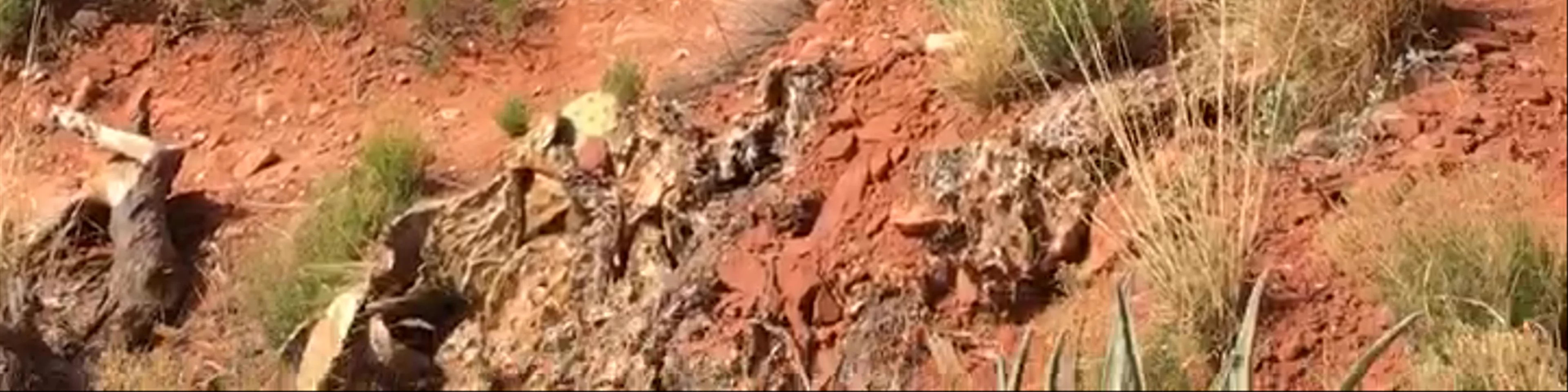 Boynton Canyon Trail