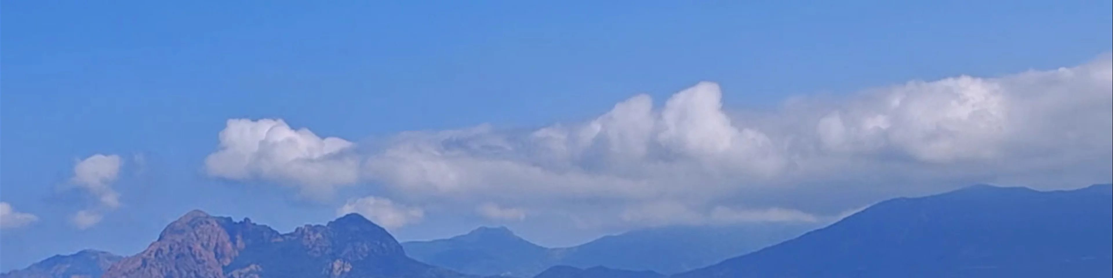 Tête de Chien