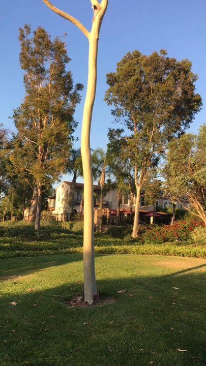Northpark - Walking Path - Homeowner Association Near Me - Irvine, California
