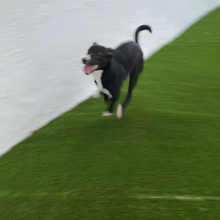 Somi Pet Resort - He's so happy! - Pet Boarding Near Me - Miami, Florida