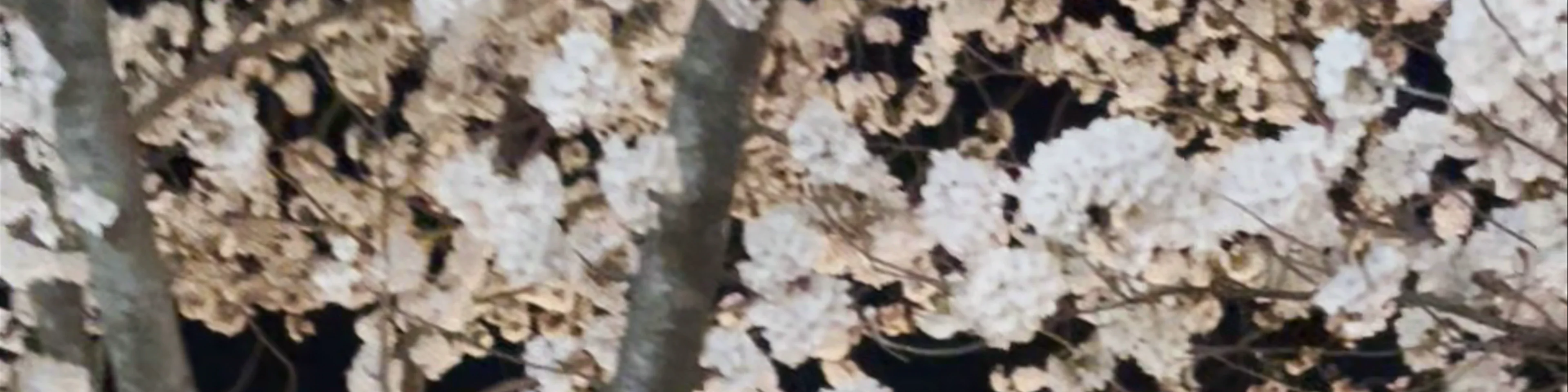 Maruyama Park