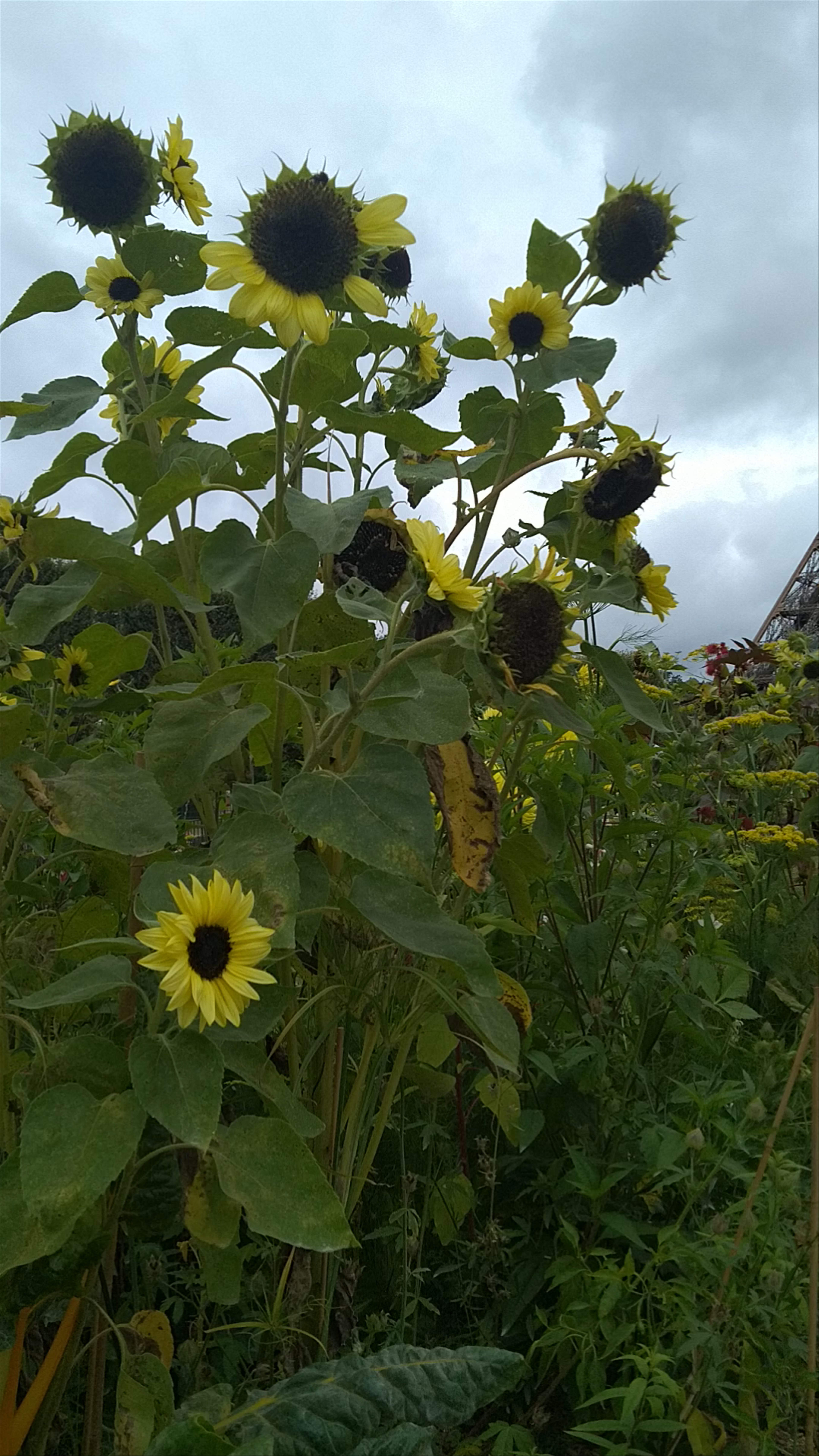 Champs de Mars (park)