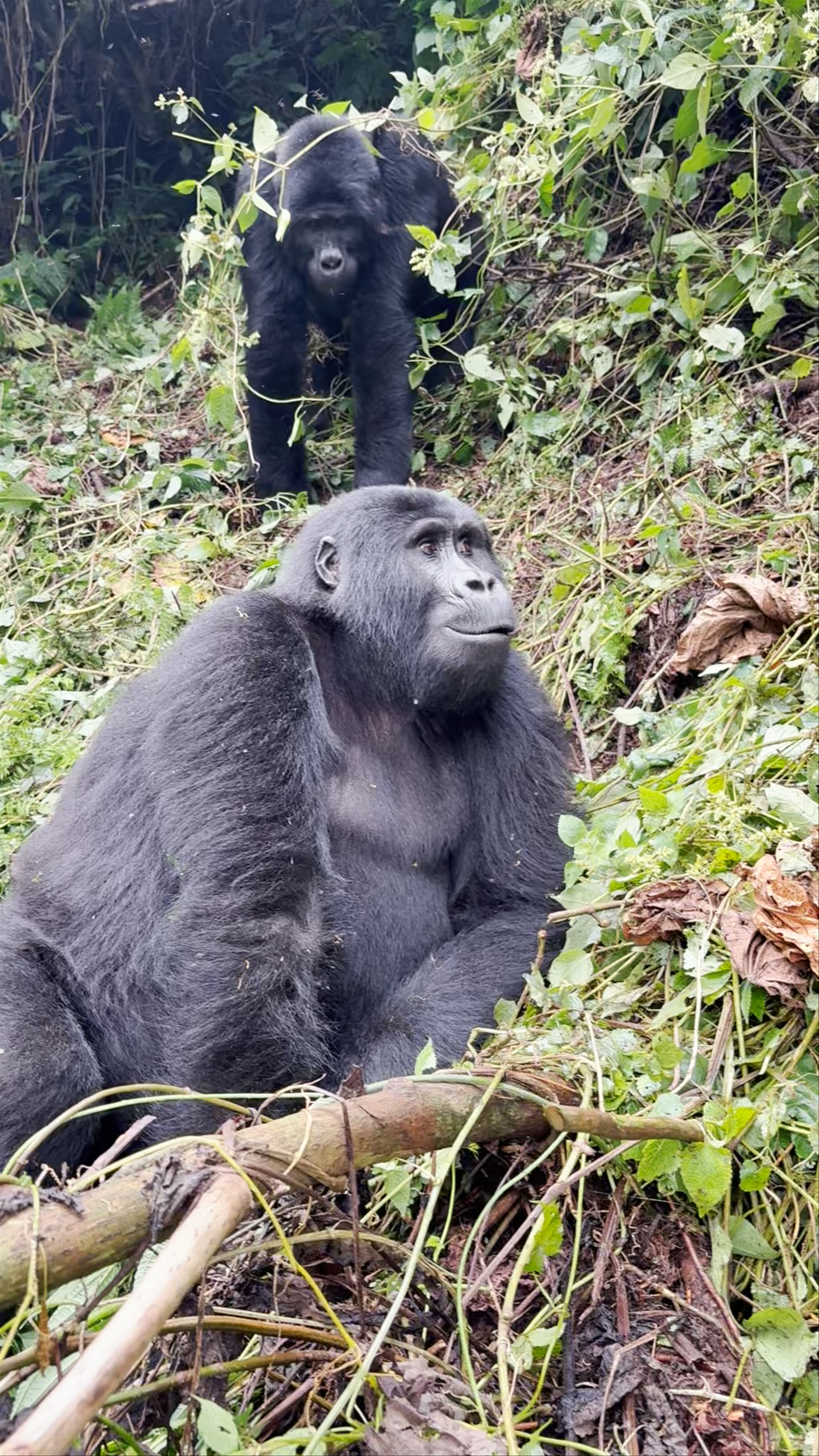 Bwindi Impenetrable Forest