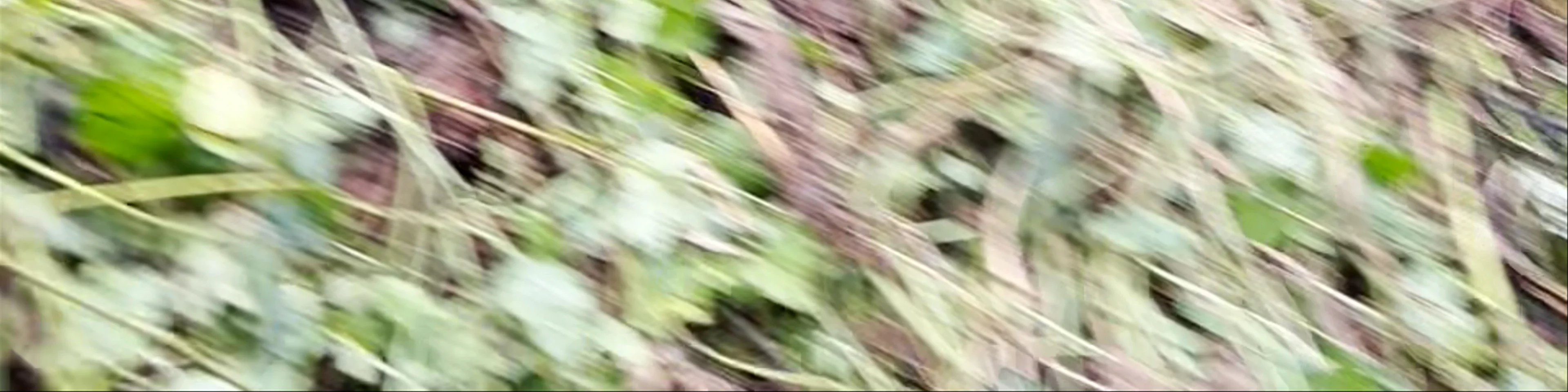 Bwindi Impenetrable Forest