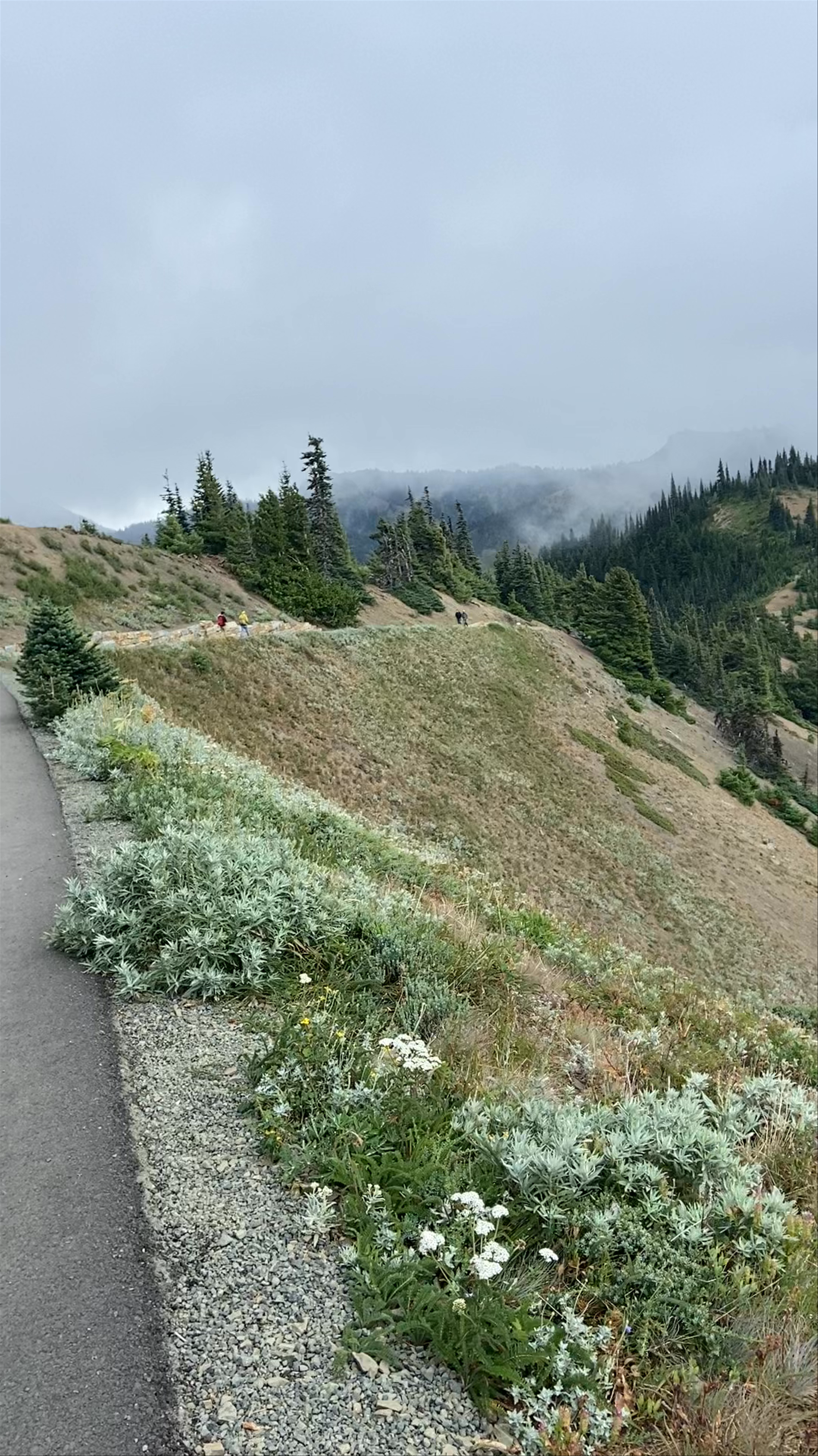 Hurricane Hill Nature Trail, Port Angeles
