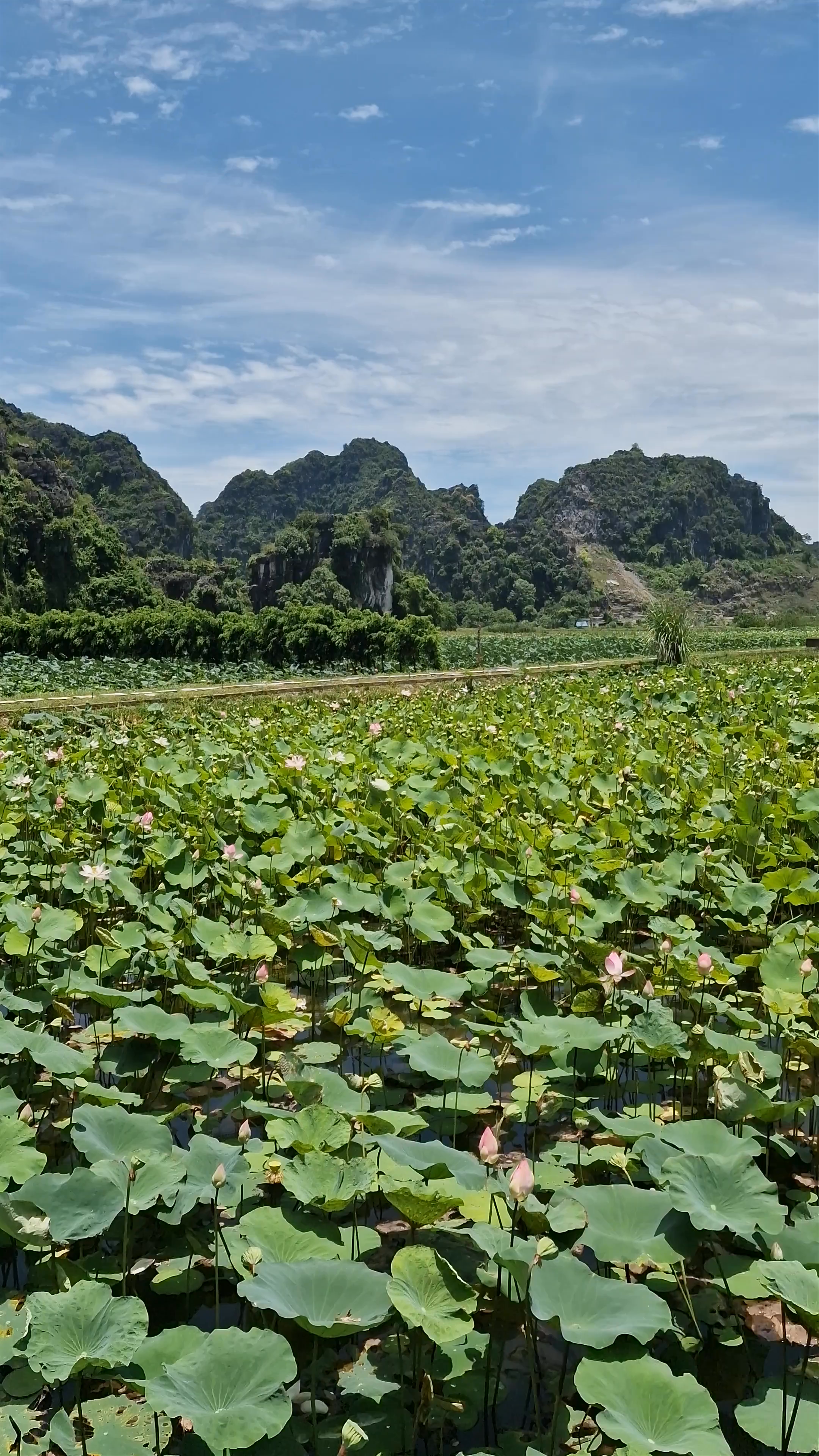 Mua Cave and Lotus Field: Enchanting Landscape Exploration in Ninh Binh, Vietnam