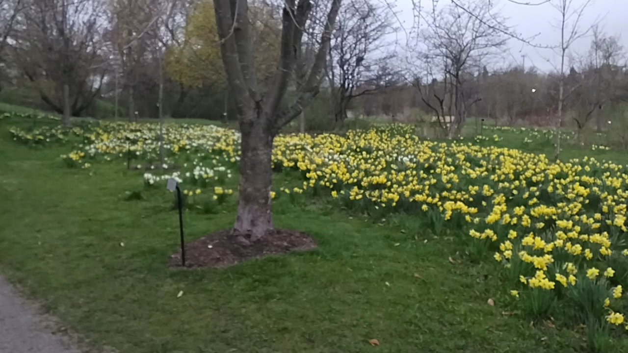 Aurora Arboretum - Field of Gold - Parks Near Me - Aurora, Ontario