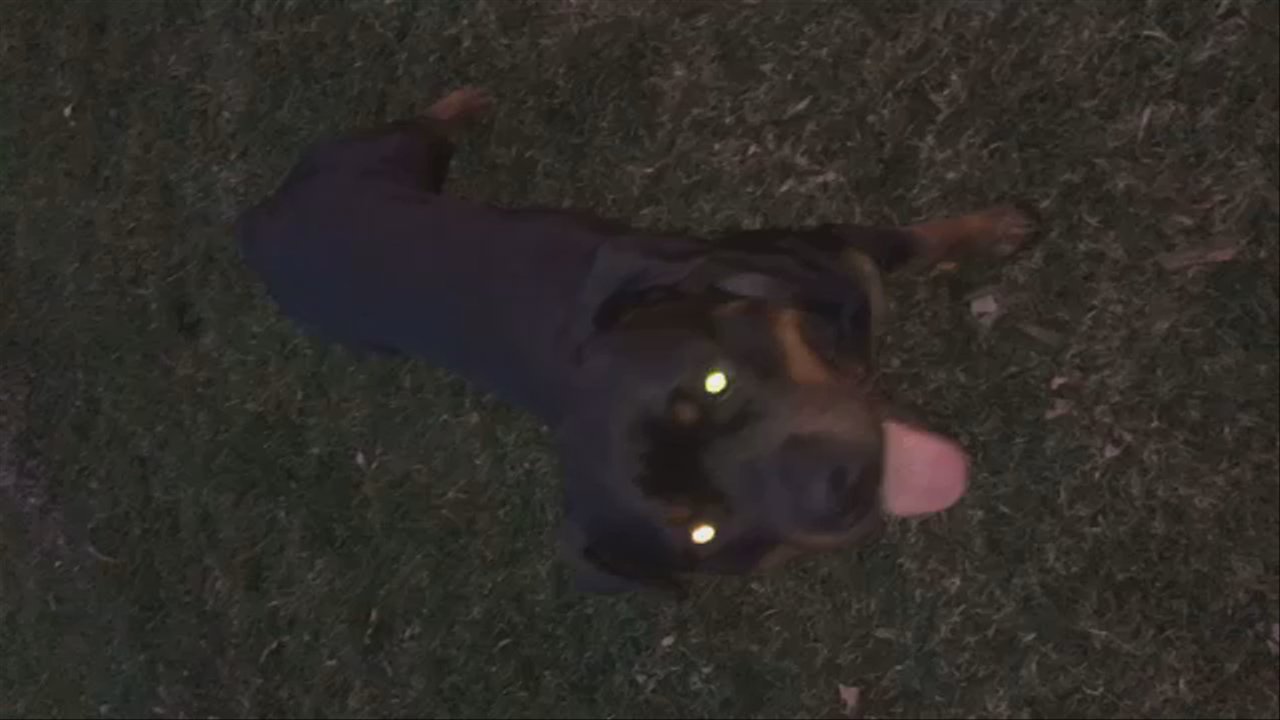 Wilhelm K-9 Services - Some more focus and obedience - Pet Training Near Me - Concord , California