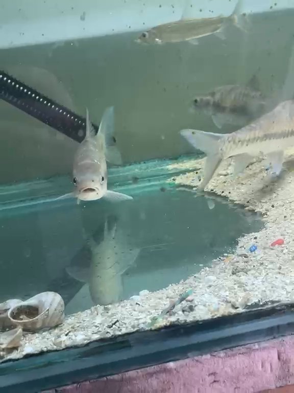 Blue Mahseer