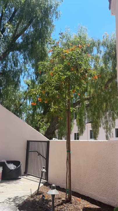 Ramy's Nursery - Hummingbirds already visiting to drink from the trumpets!! - Nurseries & Gardening Near Me - Reseda, California