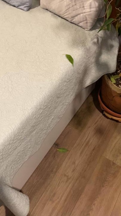 The Fuller Cleaning - Plant leaves left behind and not picked up. - Home Cleaning Near Me