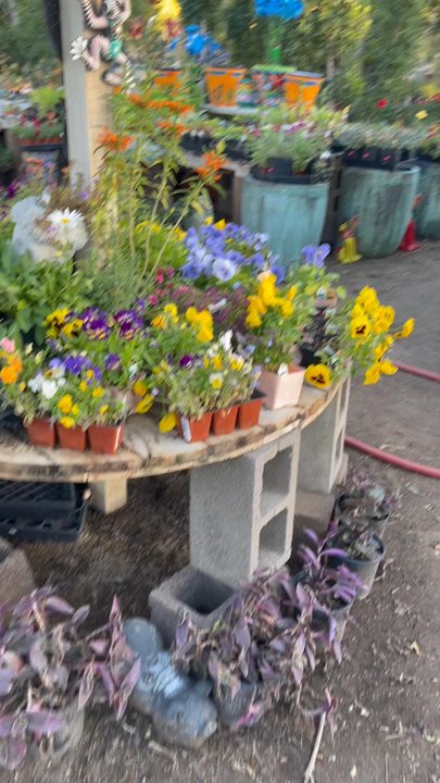 Whitfill Nurseries - Nurseries & Gardening Near Me - Phoenix, Arizona