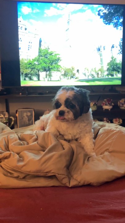 Rub-A-Dub Dog - I told her the dogs coughing is sporadic due to collapsed trachea but now it's constant. I told her no choker around neck but gave her ideas - Pet Groomers Near Me - Chicago, Illinois