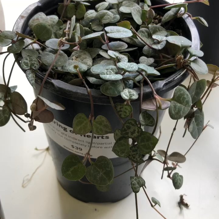 Plant Terra - Nurseries & Gardening Near Me - Hayward, California
