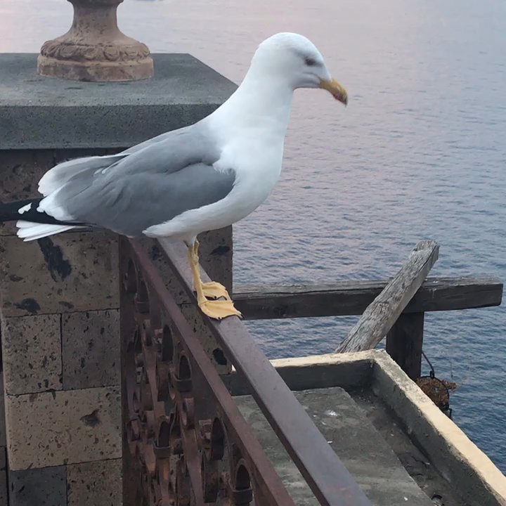 La Tonnarella - Made a friend here - Guest Houses Near Me - Sorrento, NA