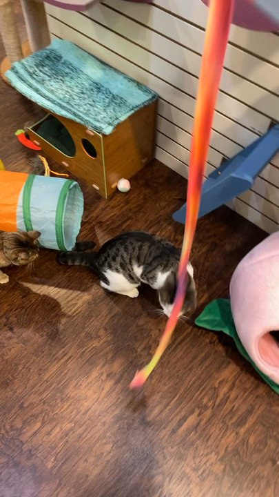 The Charming Cat Corner - Playing with a kitty until another kitty decides that's enough - Pet Stores Near Me - Lewisville, Texas