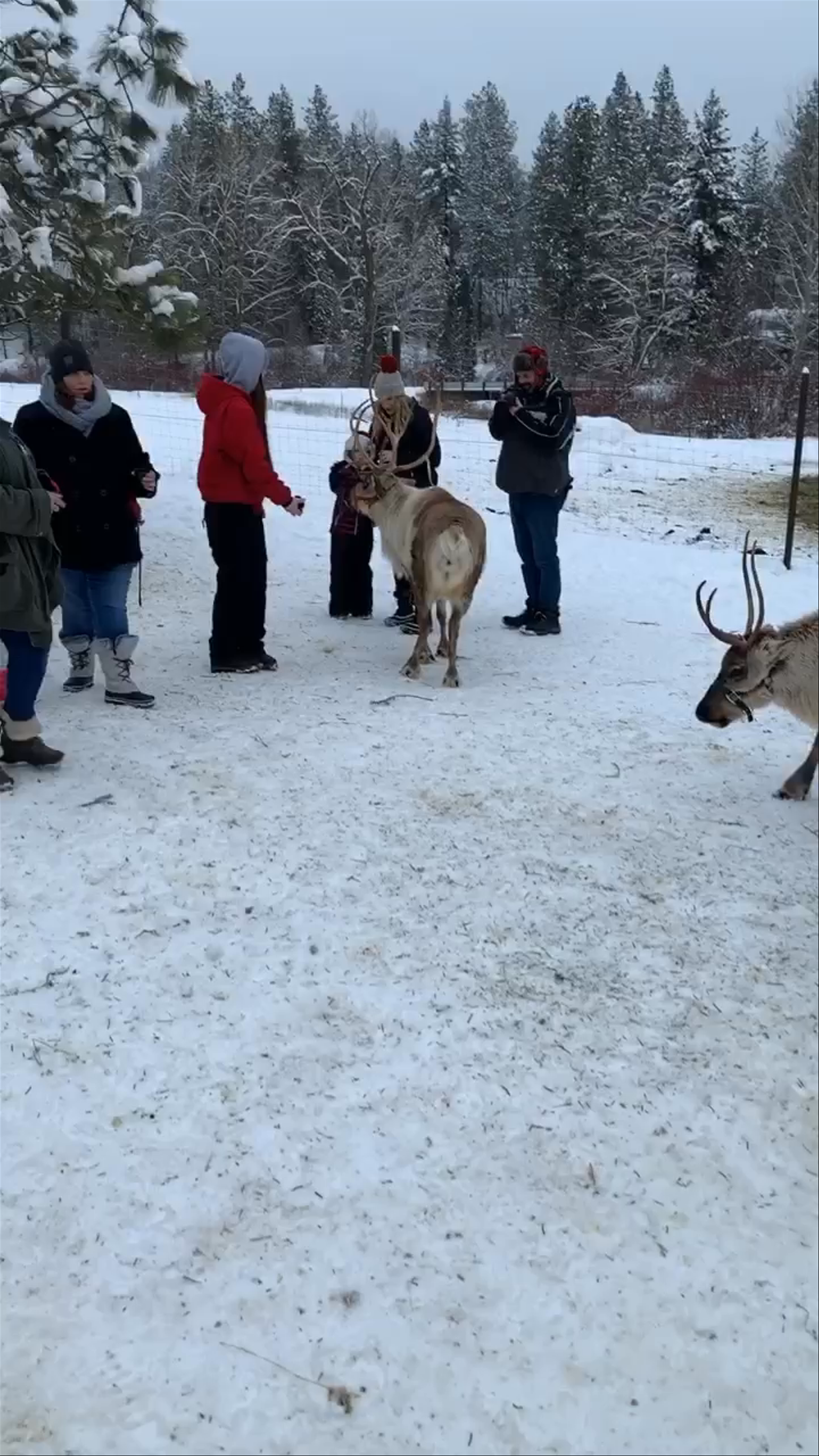 Winter Reindeer Encounter in Leavenworth, Washington
