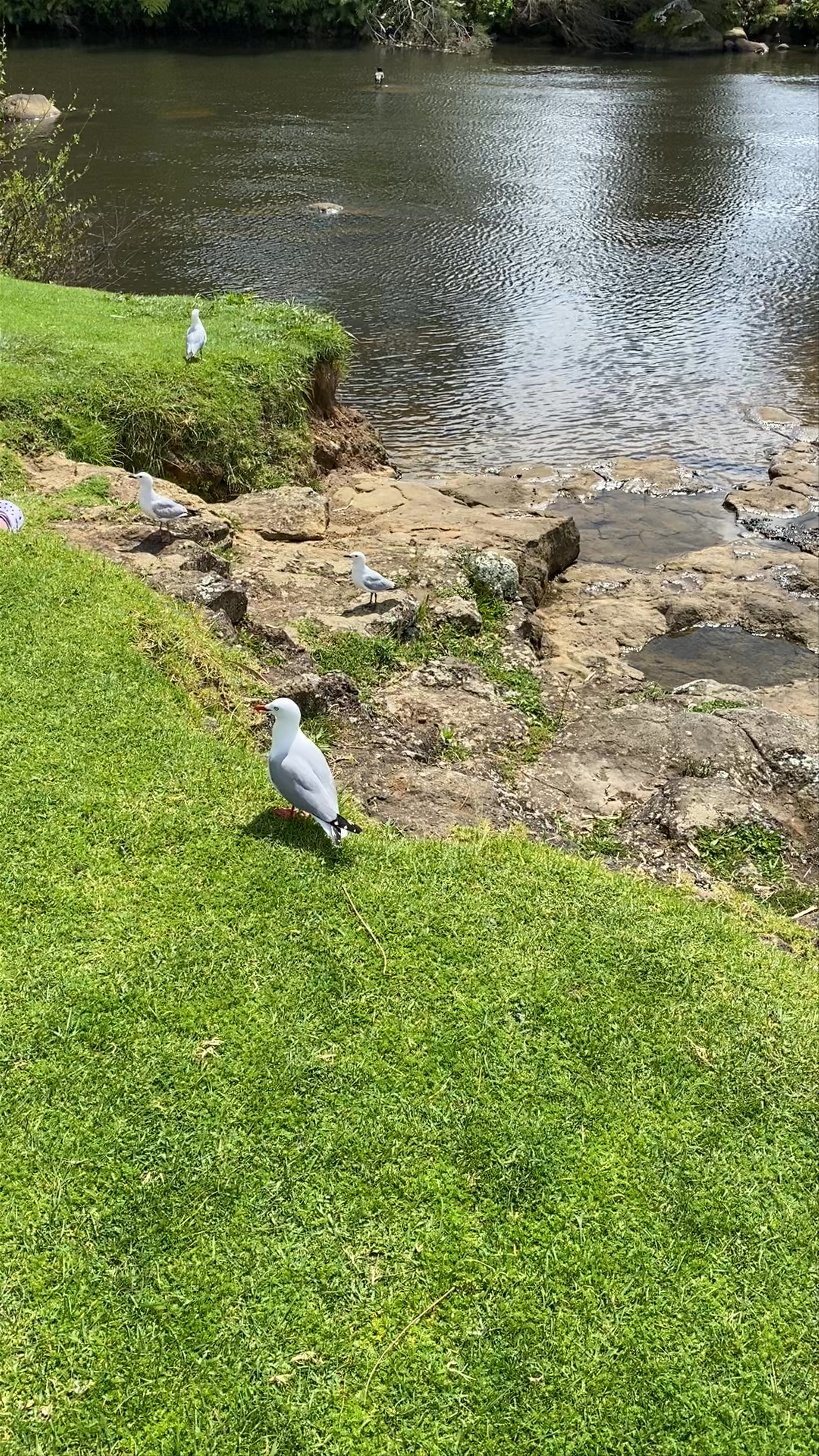 Kerikeri five waterfalls Kerikeri Road