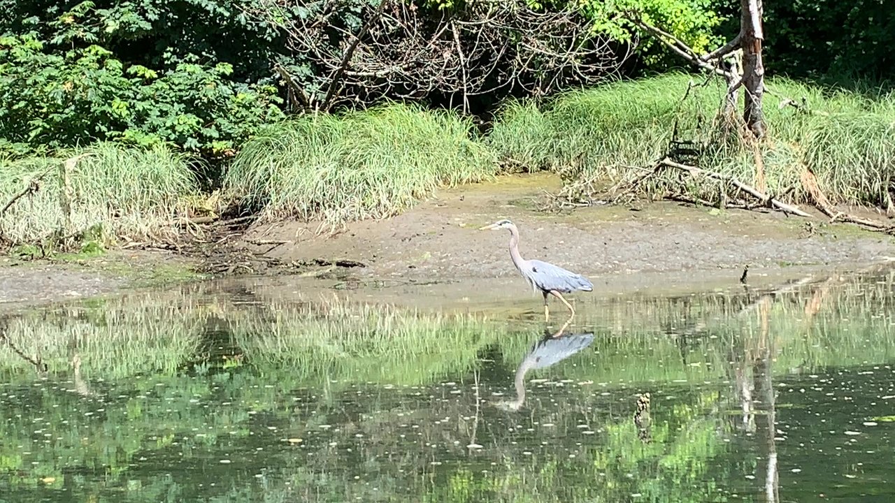 Tolmie State Park - Heron on the move! - Parks Near Me - Olympia, Washington