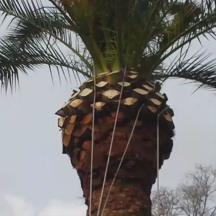 TNT Tree Service - Canary Date Palm Trimming. - Tree Services Near Me - Kingwood, Texas