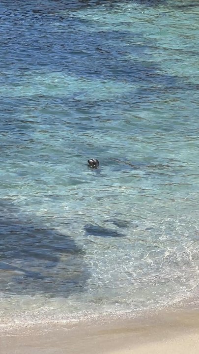 Children's Pool - Baby seal - Beaches Near Me - La Jolla, California