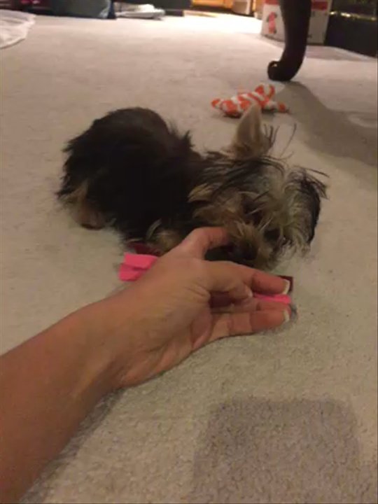 Collier Ranch Yorkies - Pet Breeders Near Me