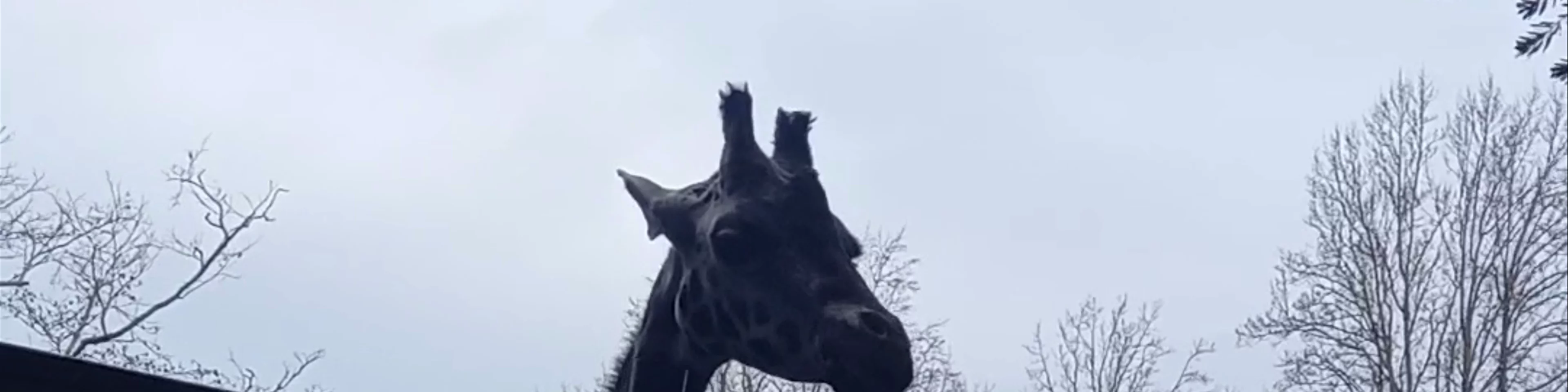 Woodland Park Zoo