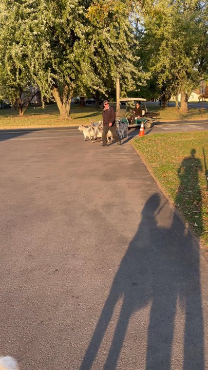 Penn View Farm - Locals walking their Goats to get milk! - Farmers Market Near Me - Perkasie, Pennsylvania