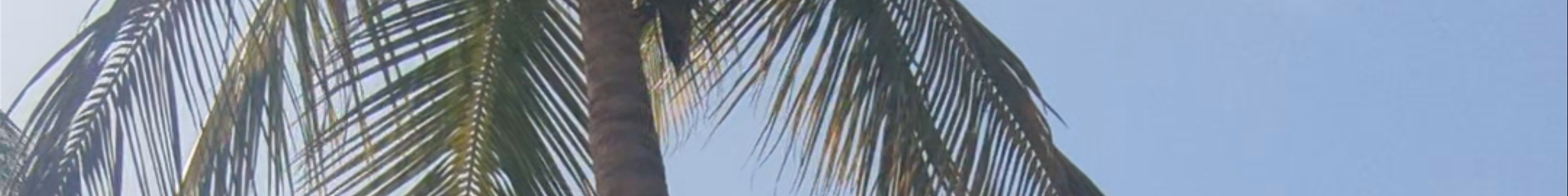 Tours & experiences in Banjul