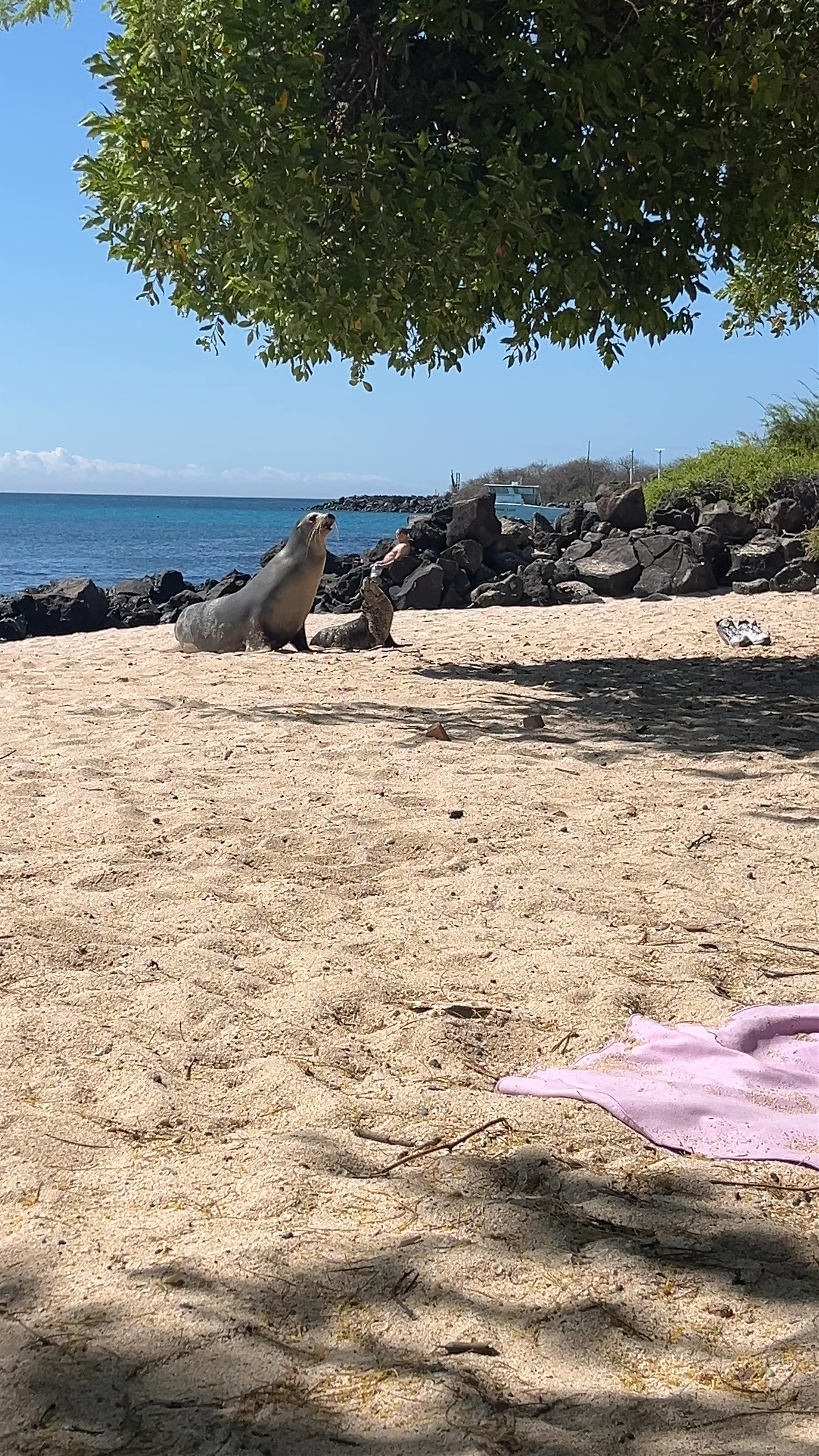 Playa Mann