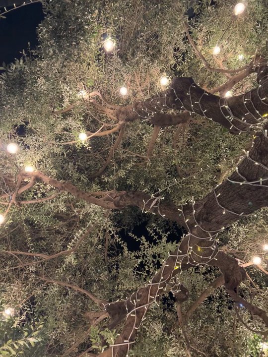 Forma - Late night coffee chat - Coffee & Tea Near Me - Catania, Connecticut