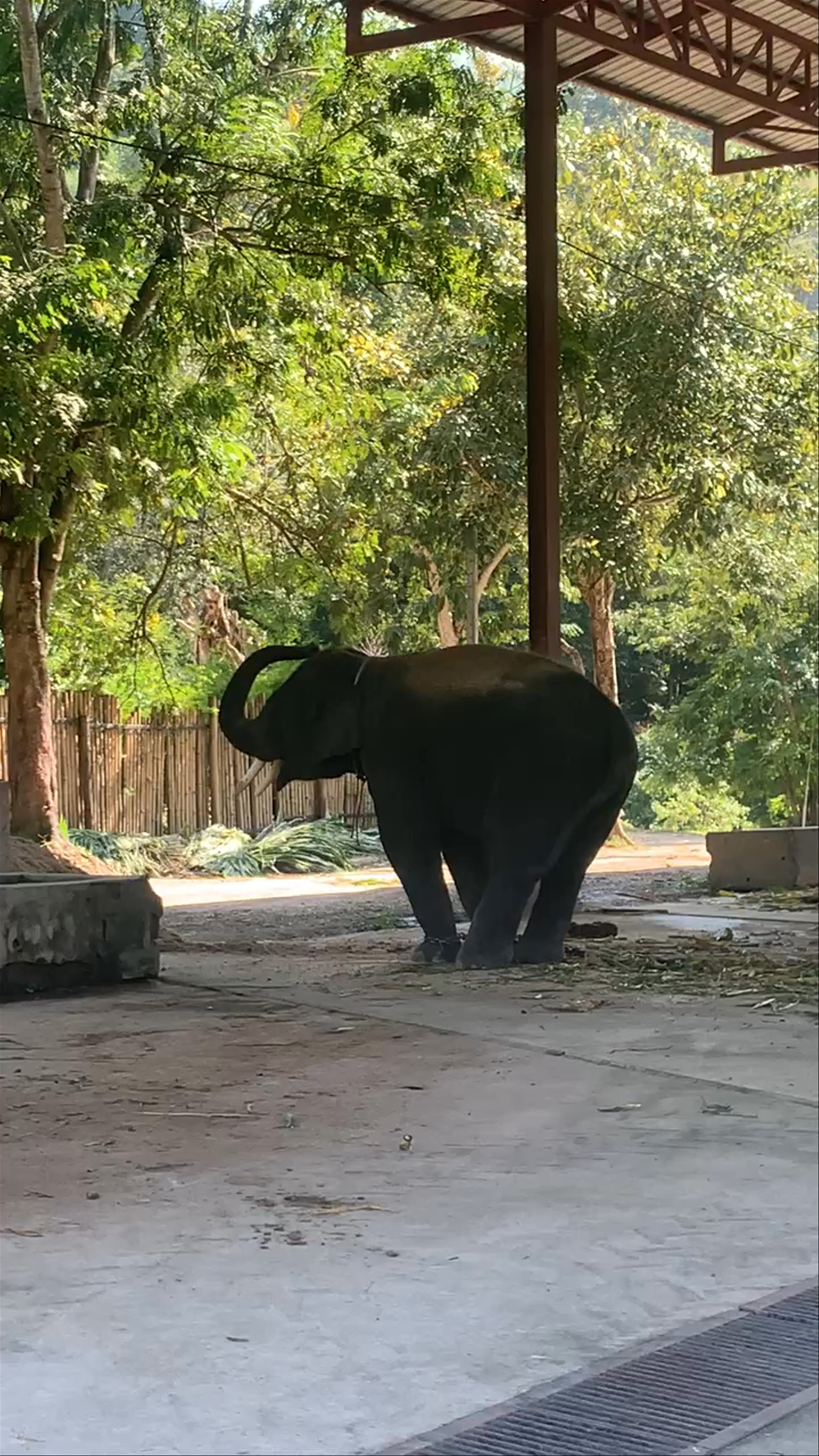 Maetaeng Elephant Park & Clinic