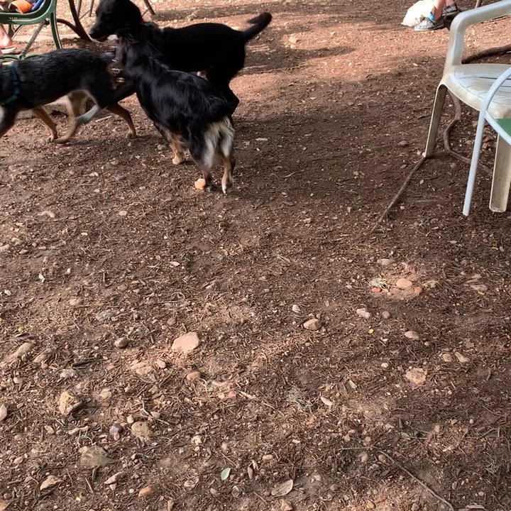West Austin Park & Wading Pool - Fancy having a ball! - Dog Parks Near Me - Austin, Texas