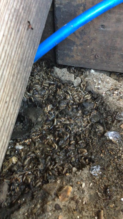 Hurricane Mo's - PSA: thousands of maggots by waiting area. Very unfortunate, completely lost my appetite and saw many others follow behind. - Bars Near Me - Kitty Hawk, North Carolina