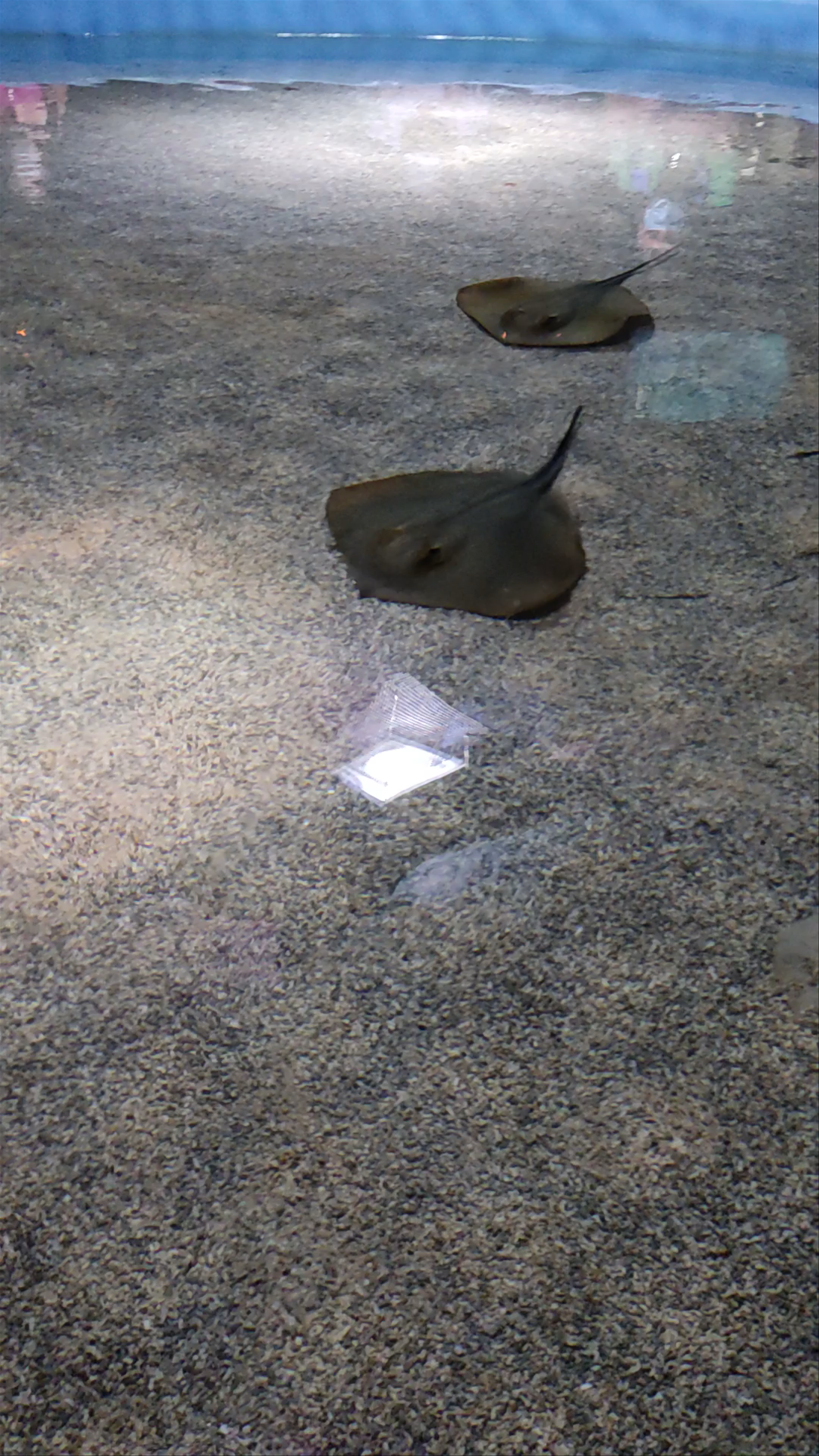 CRETAquarium Thalassokosmos