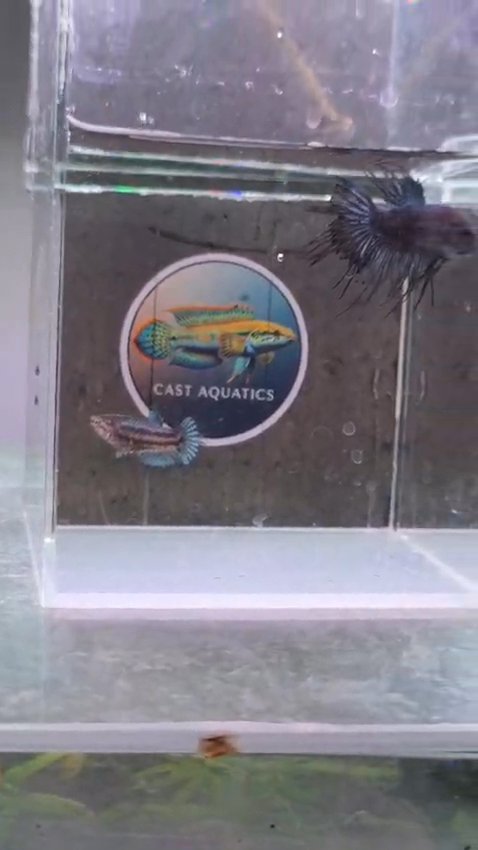 Crowntail Bettas