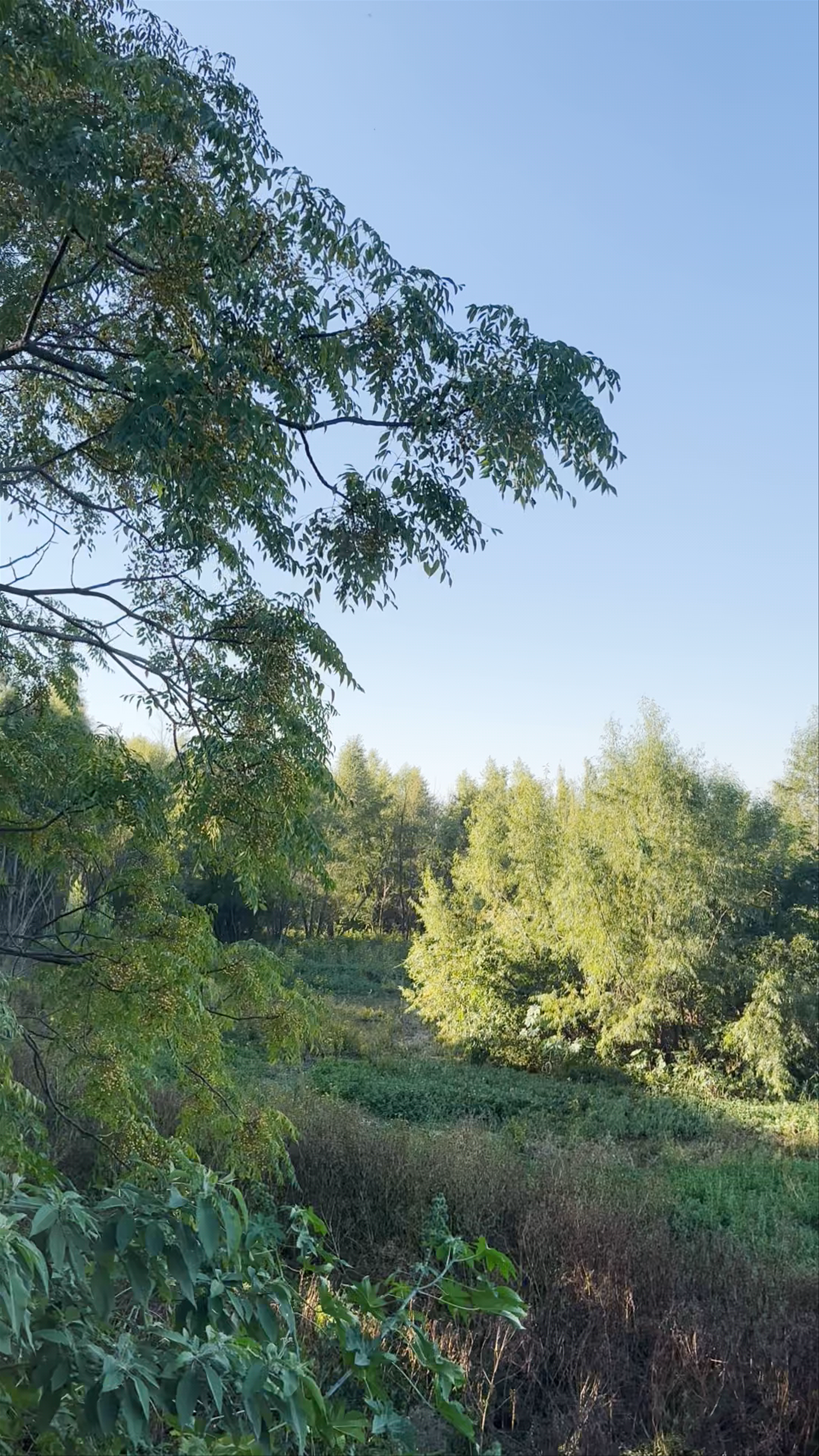 Reserva Ecológica Costanera Sur