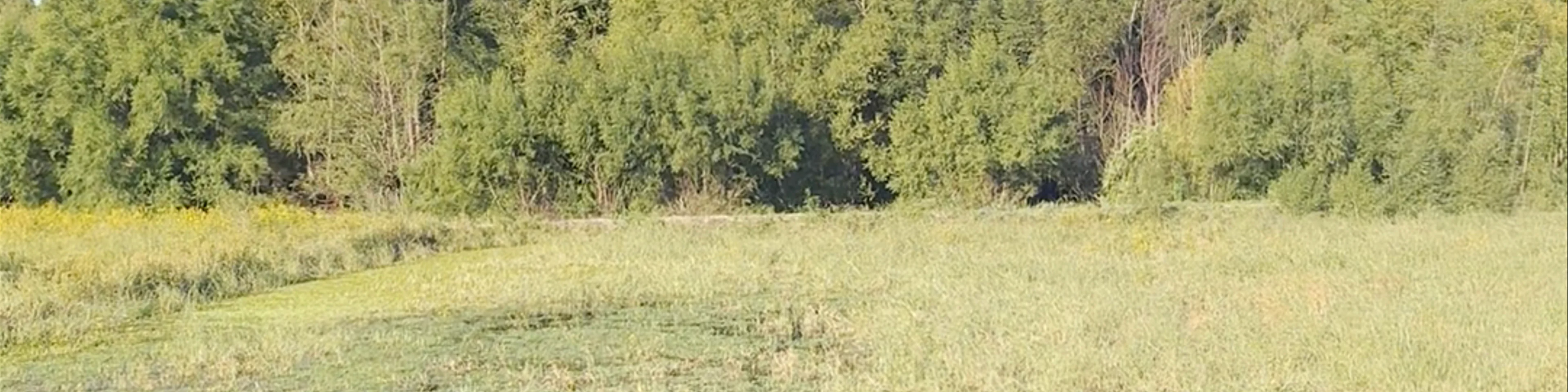 Reserva Ecológica Costanera Sur