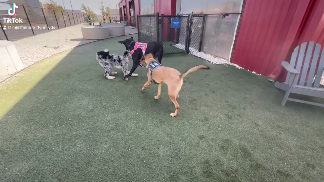 Solo's Park & Pub - Dog Parks Near Me - Oklahoma City, Oklahoma
