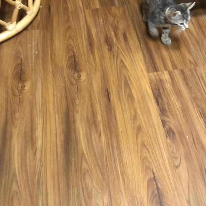 Aloha Kitty Cafe - Pet Adoption Near Me - Kailua, Hawaii