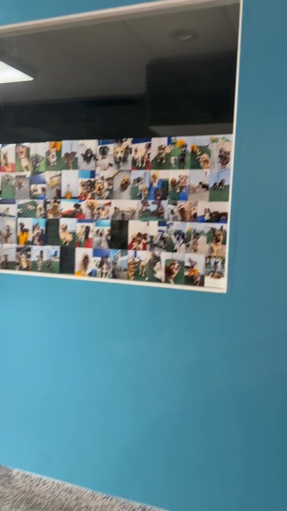 Don Doggos - Wall of the coolest dogs in LBC - Pet Groomers Near Me - Long Beach, California