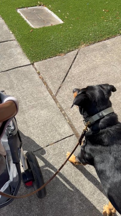 Training For Trust - Nicely walking with me while pushing a stroller - Pet Training Near Me